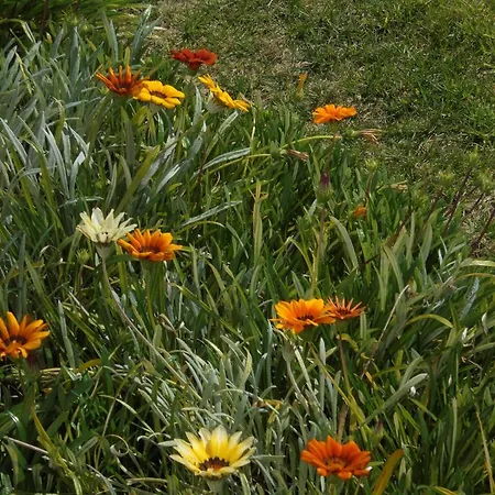 Lejlighed Jardim Paraiso Albufeira