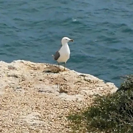 Jardim Paraiso Албуфейра